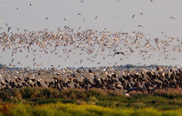 Foto van Kokmeeuwen en Aalscholvers, de Kreupel, IJsselmeer.