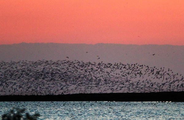 Foto van Zwarte Sterns, de Kreupel, IJsselmeer.