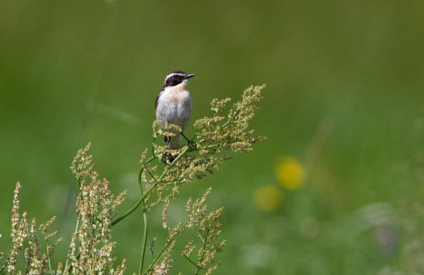 paapje0641 Foto van een Paapje, Duitsland