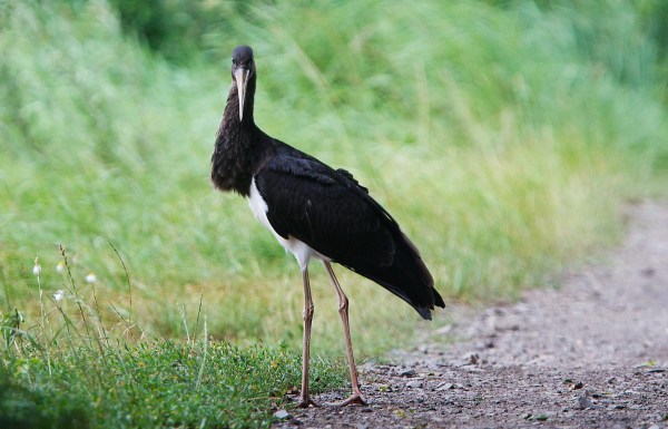 Foto van een Zwarte Ooievaar, Duitsland