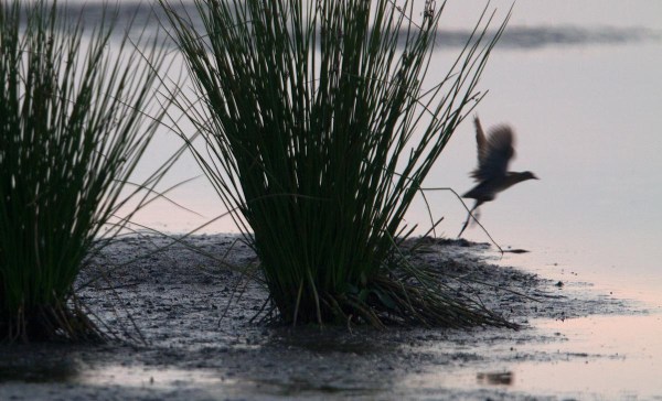 Foto van een Porseleinhoen, Groene Jonker.