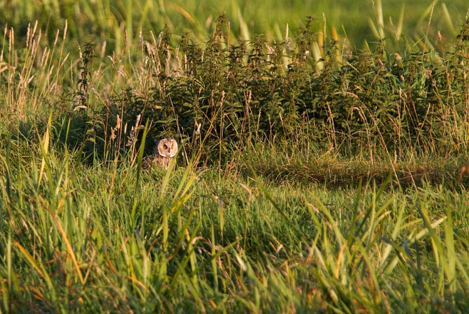 Foto van een Ransuil, Lopikerwaard.