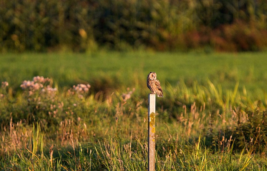 Foto van een Ransuil, Lopikerwaard.