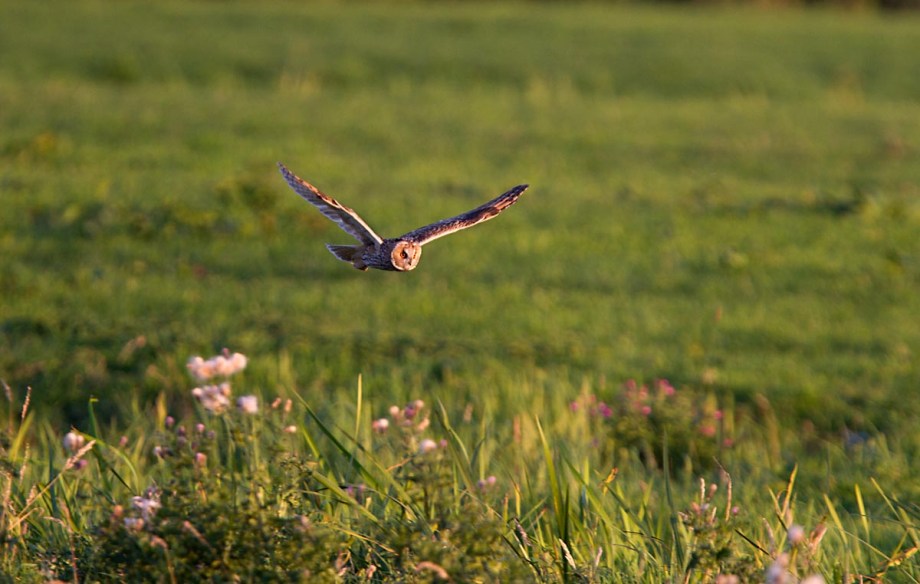 Foto van een Ransuil, Lopikerwaard.