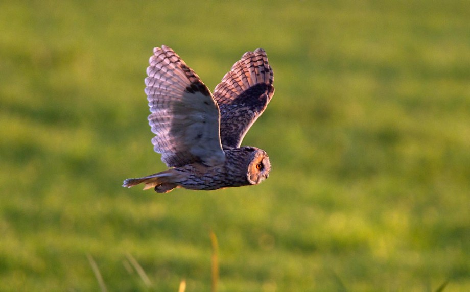 Foto van een Ransuil, Lopikerwaard.