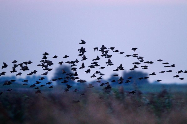 Foto van Spreeuwen, Groene Jonker.