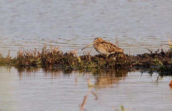 Foto van een Watersnip, Groene Jonker.