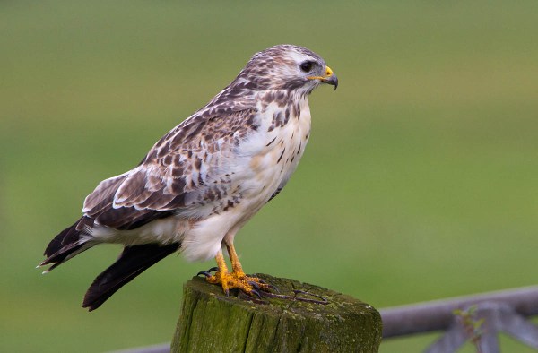 Foto van een Buizerd