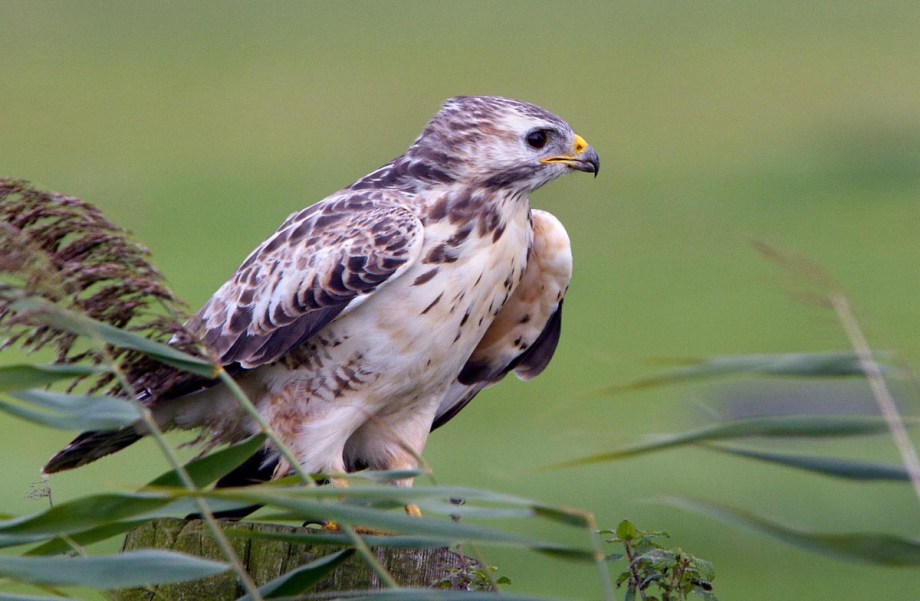 Foto van een Buizerd