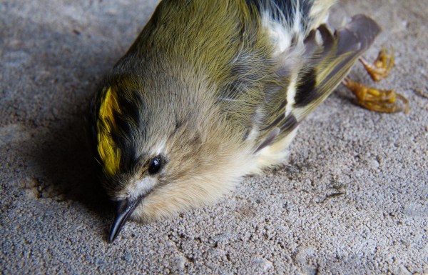 Foto van een dode Goudhaan.