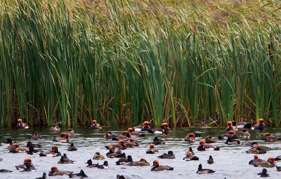 Foto van Krooneenden, Harderbroek