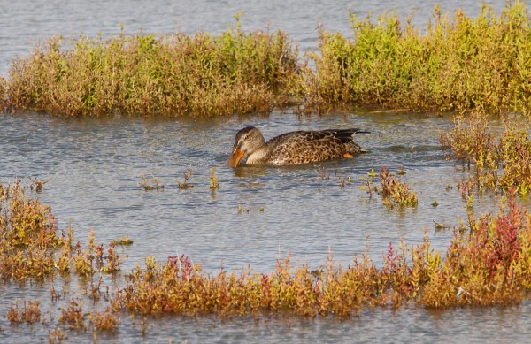Foto van een Slobeend, natuurgebied de Putten.