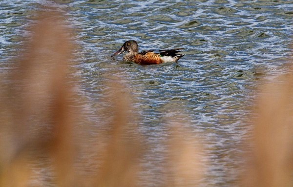 Foto van een Slobeend, natuurgebied de Putten.