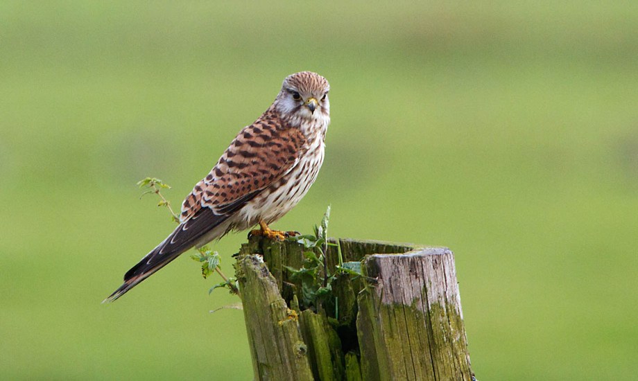 Foto van een Torenvalk