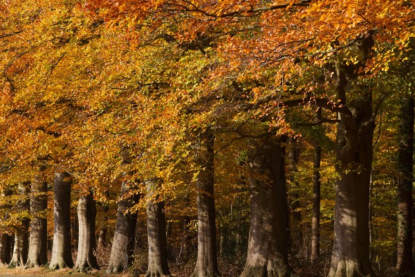 Foto van landgoed Oldenaller, Nijkerk