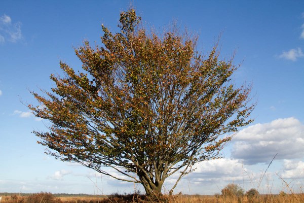 Foto van het Houtdorperveld, Garderen