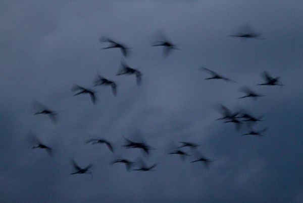 Foto van Kraanvogels, Diepholzer Moorniederung, Duitsland