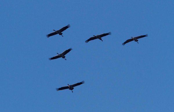 Foto van Kraanvogels, Diepholzer Moorniederung, Duitsland