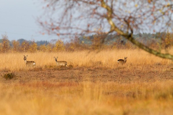 Foto van Reeën, Diepholzer Moorniederung, Duitsland