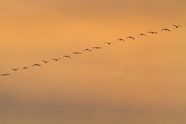 Foto van een vlucht ganzen boven de Groene Jonker
