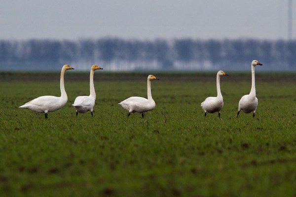 Foto van Wilde Zwanen in Flevoland