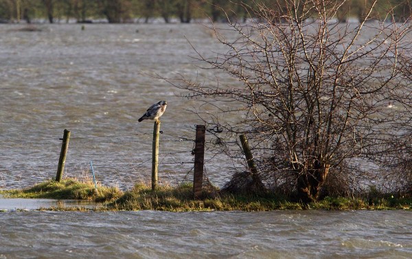 Foto van een Buizerd bij de IJssel