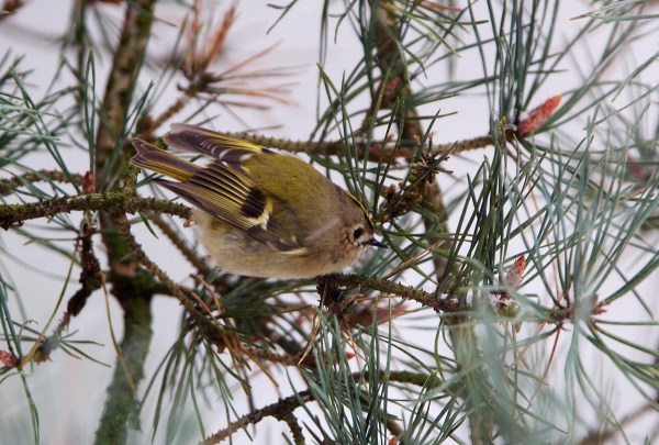 Foto van een Goudhaan, Planken Wambuis