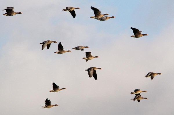 Foto van Kolganzen bij de iJssel