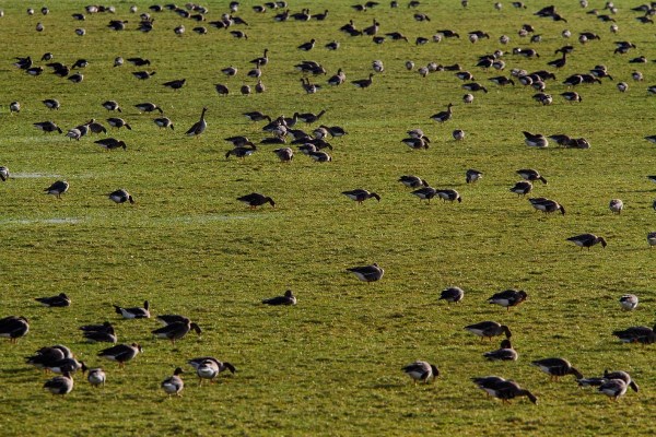 Foto van Kolganzen bij de iJssel