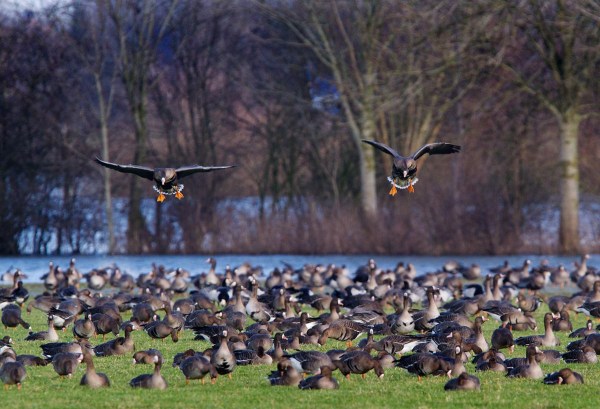 Foto van Kolganzen bij de iJssel