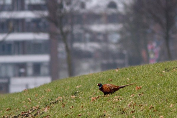 Foto van een Fazant, Utrecht