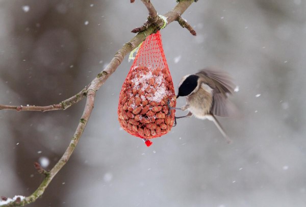Foto van een Glanskop
