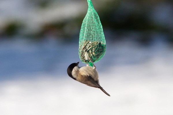 Foto van een Glanskop