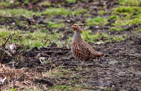 Foto van een Patrijs, Utrecht
