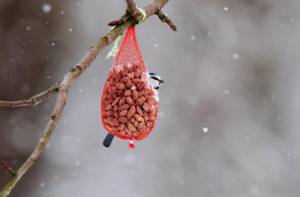 Foto van een Pimpelmees