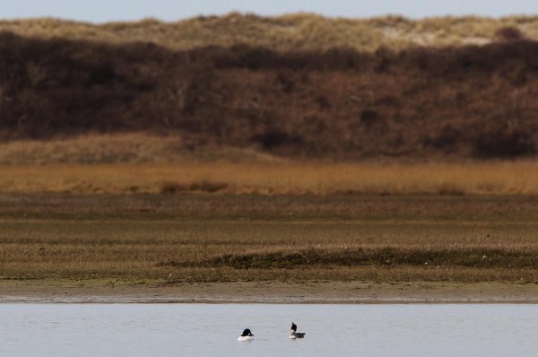 Foto van Brilduikers in de Slufter, Texel