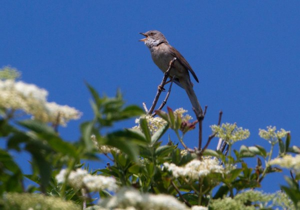 Foto van een Grasmus, Texel
