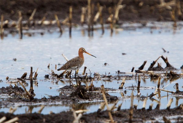 Foto van een Grutto, Polder Willeskop, Oudewater