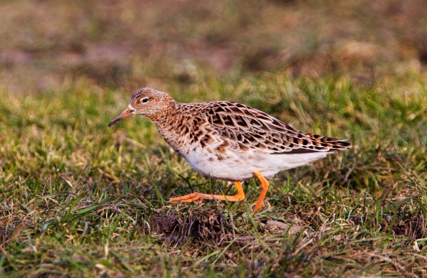 Foto van een Kemphaan, Oudega,  Gaasterland, Friesland
