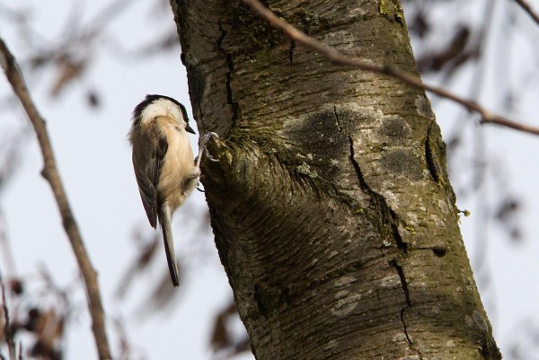 Foto van een Matkop in natuurgebied Willeskop, Oudewater
