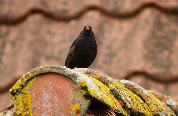 foto van een merel, utrecht