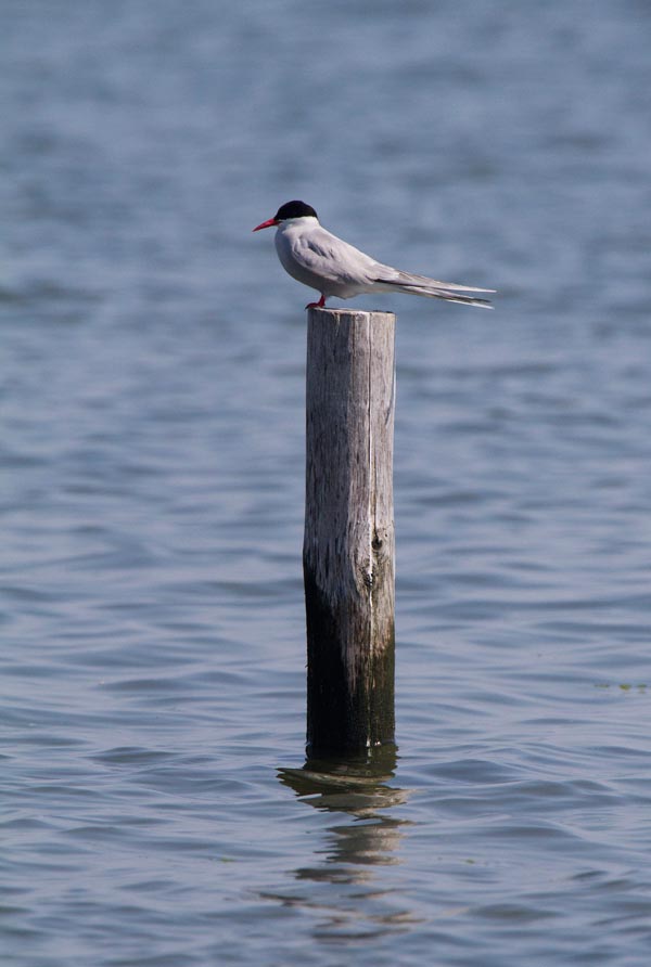 Foto van een Noordse Stern, Texel