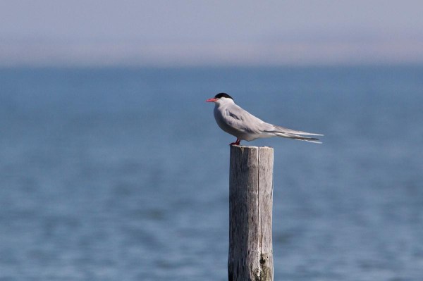 Foto van een Noordse Stern, Texel