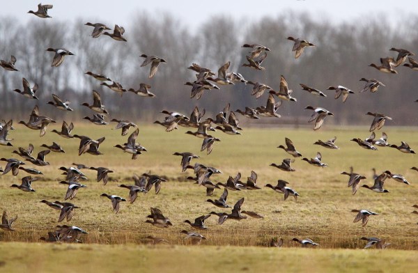 Foto van Smienten in polder Waal en Burg