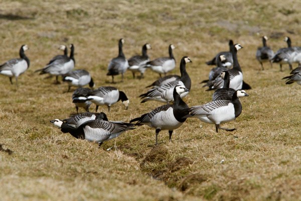 Foto van Brandganzen, Wormer- en Jisperveld