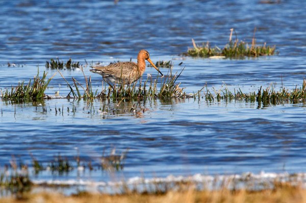 Foto van een Grutto, Wormer- en Jisperveld