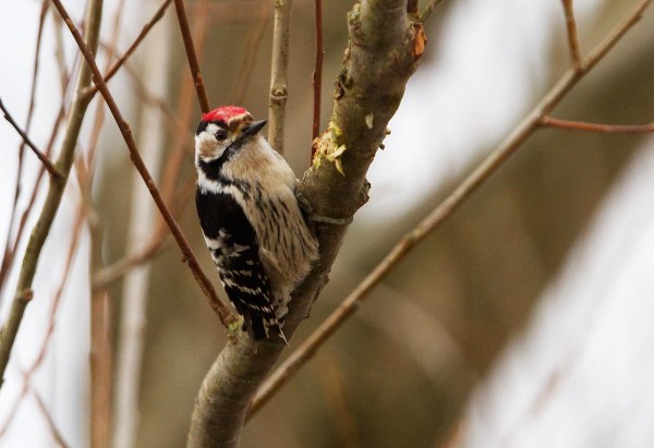 Foto van een Kleine Bonte Specht, Duitsland