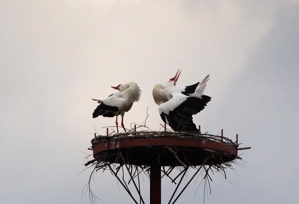 Foto van Ooievaars, Duitsland