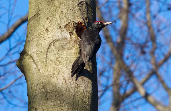 Foto van een Zwarte Specht, Duitsland