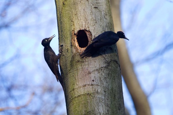 Foto van Zwarte Spechten, Duitsland